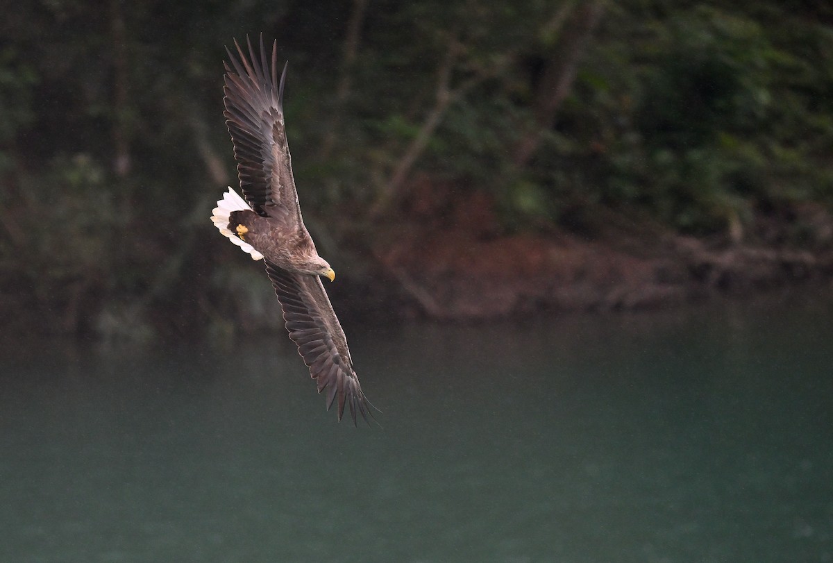 White-tailed Eagle - ML627799510