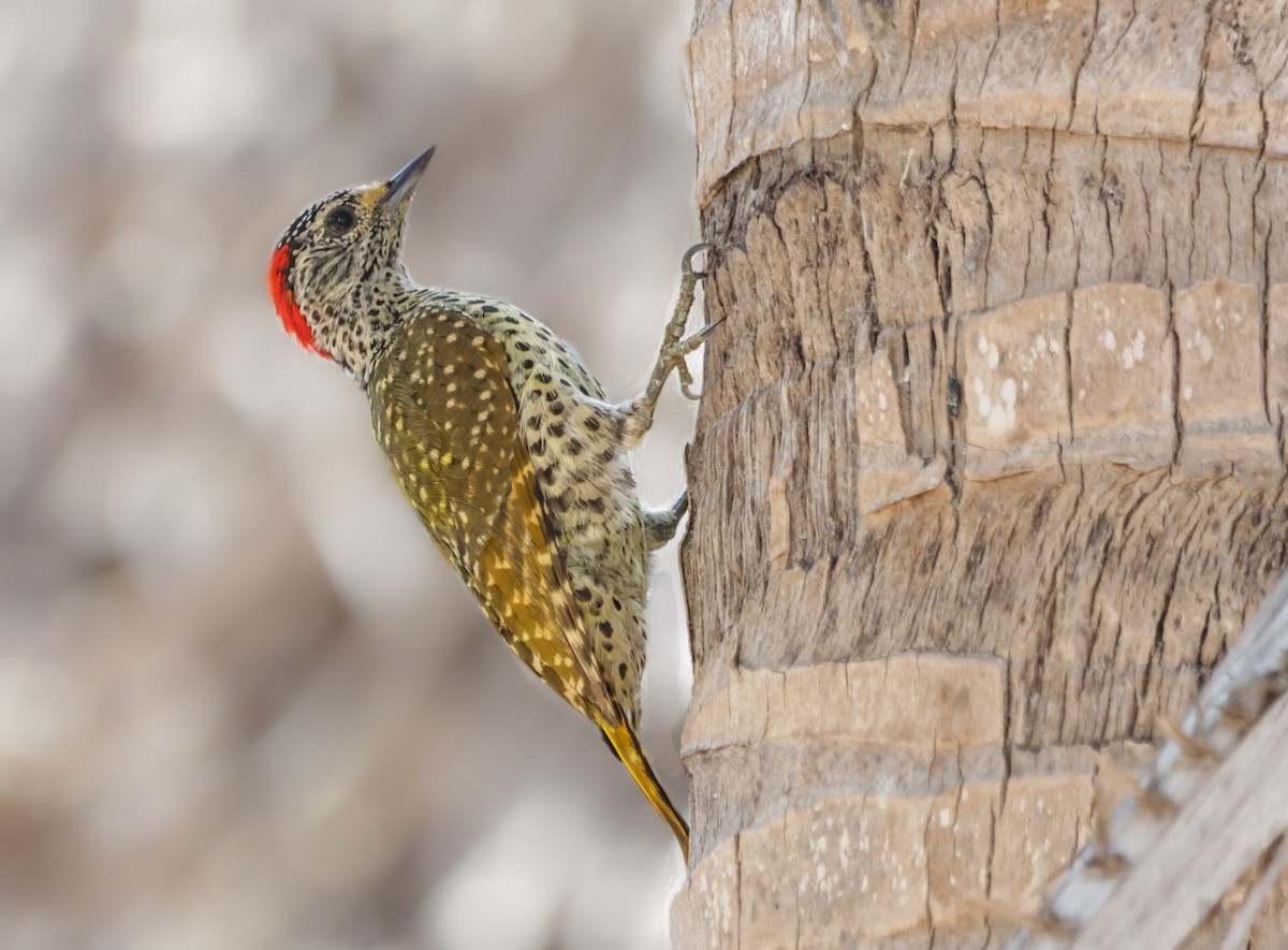 Green-backed Woodpecker (Spot-backed) - ML627799578