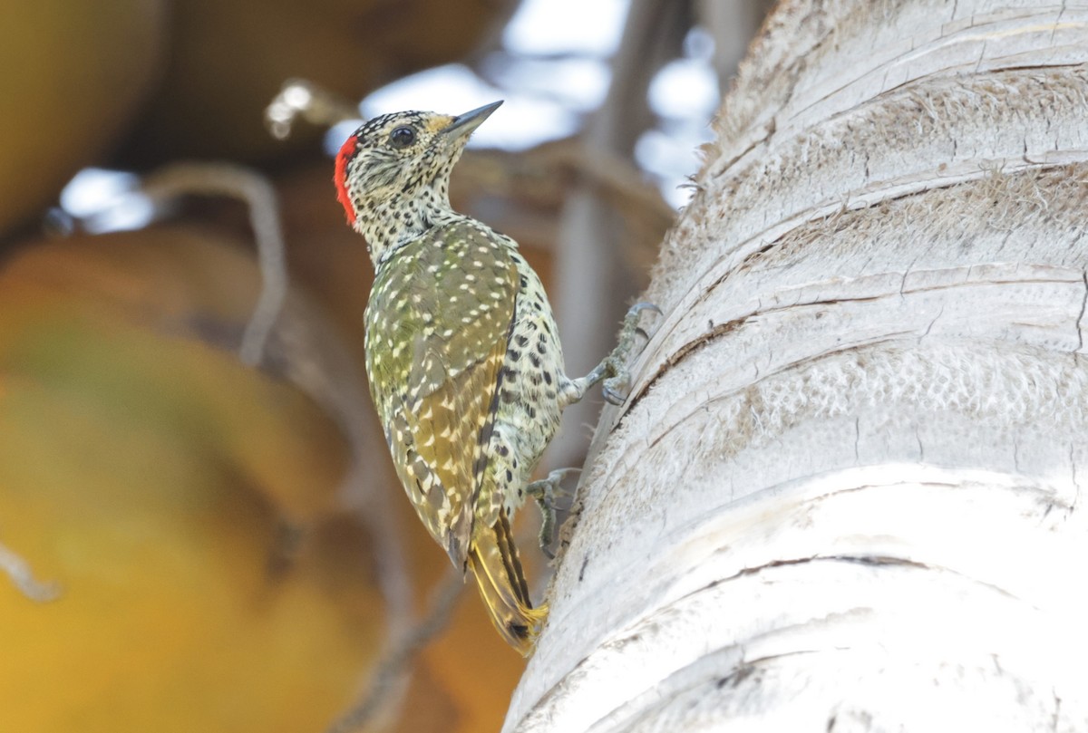 Green-backed Woodpecker (Spot-backed) - ML627799579