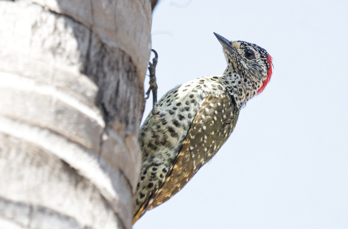 Green-backed Woodpecker (Spot-backed) - ML627799581