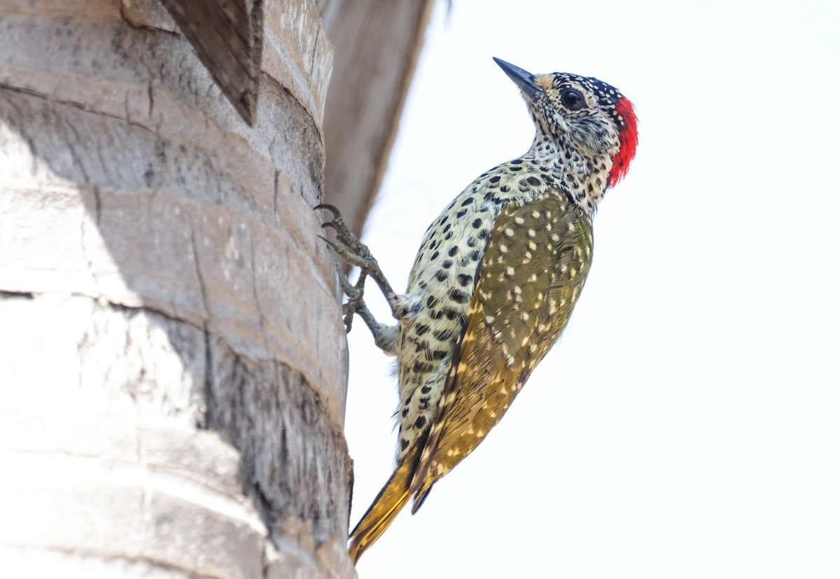 Green-backed Woodpecker (Spot-backed) - ML627799582