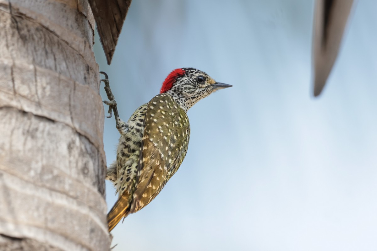 Green-backed Woodpecker (Spot-backed) - ML627799583