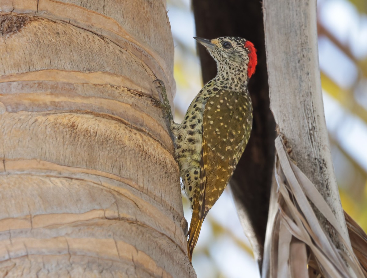 Green-backed Woodpecker (Spot-backed) - ML627799584