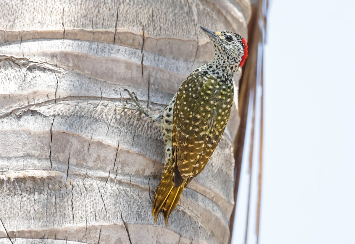 Green-backed Woodpecker (Spot-backed) - ML627799585