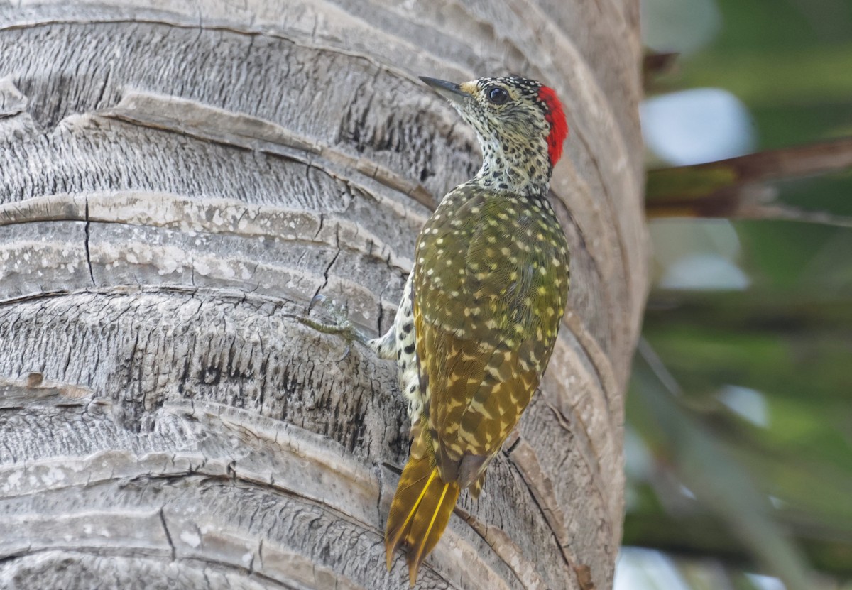 Green-backed Woodpecker (Spot-backed) - ML627799586