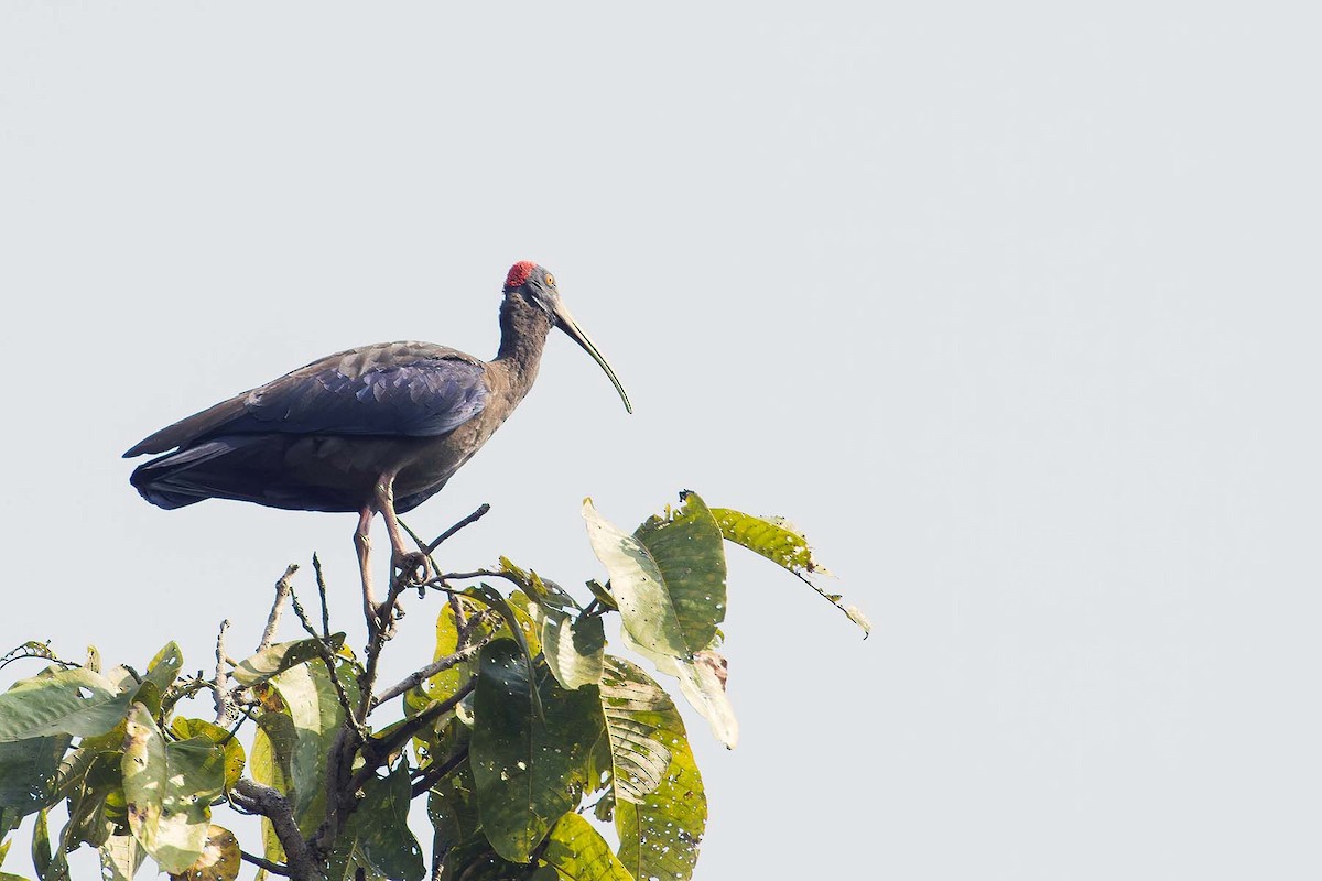 Red-naped Ibis - ML627799592