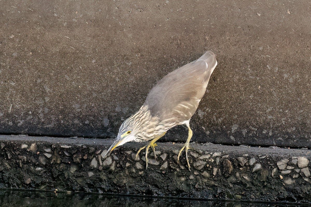 Indian Pond-Heron - ML627799665