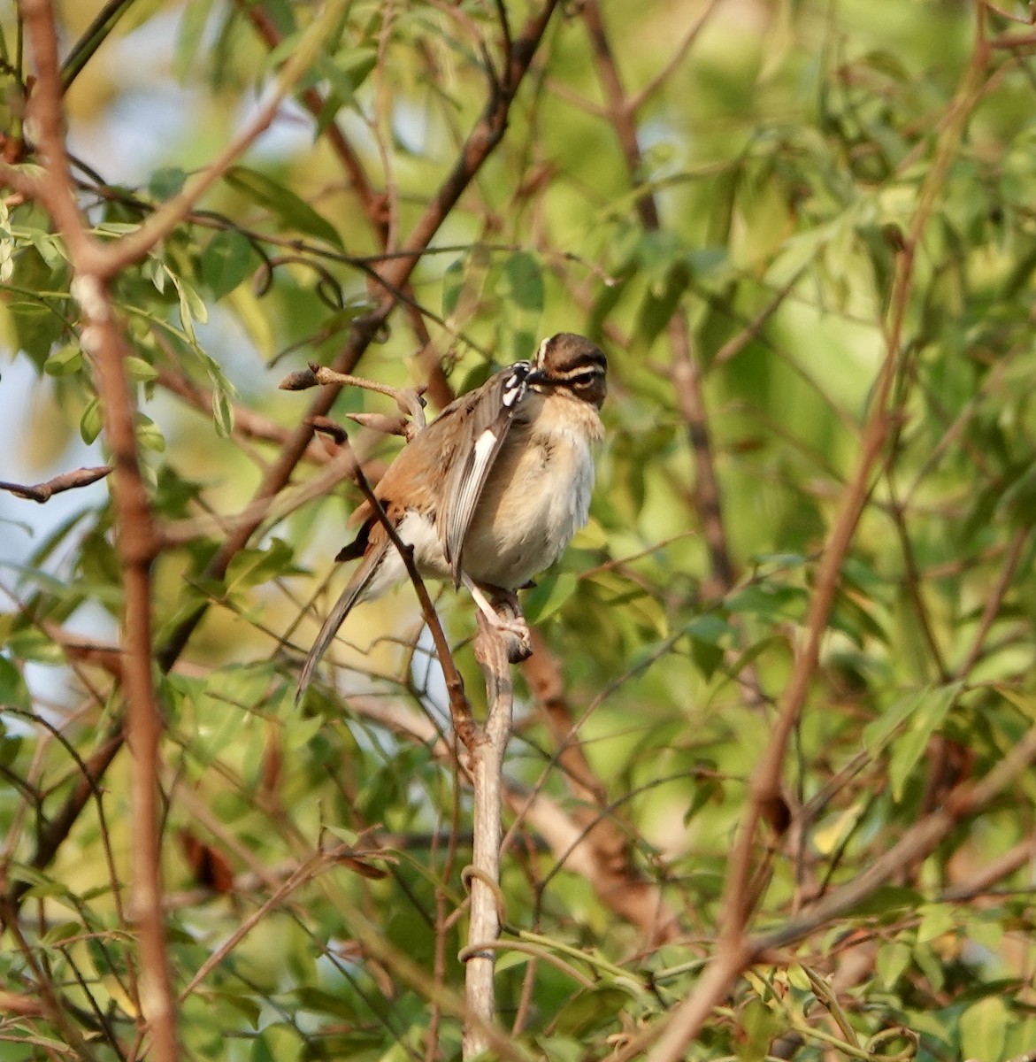 Bearded Scrub-Robin - ML627799678