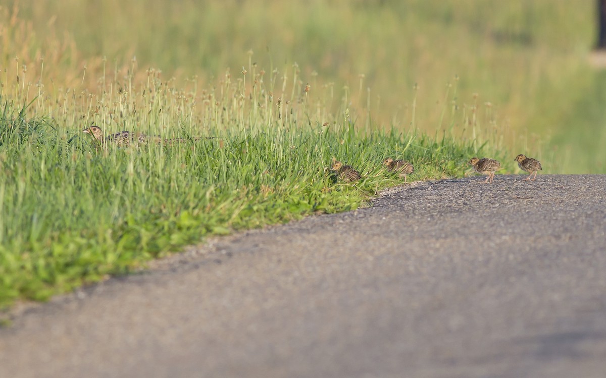 Ring-necked Pheasant - ML62779971