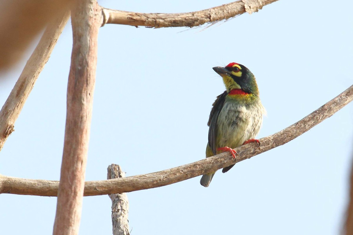 Coppersmith Barbet - ML627799711