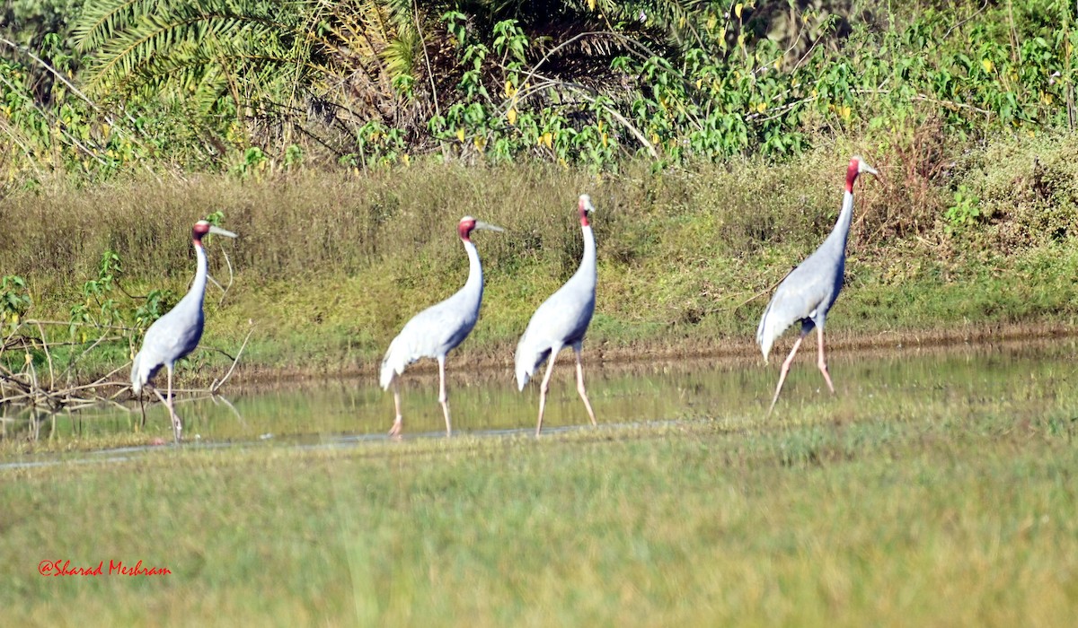 Sarus Crane - ML627799762
