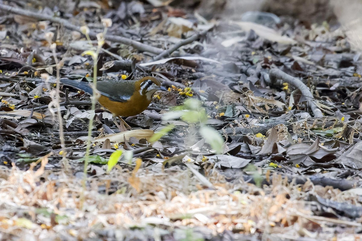 Orange-headed Thrush - ML627799766