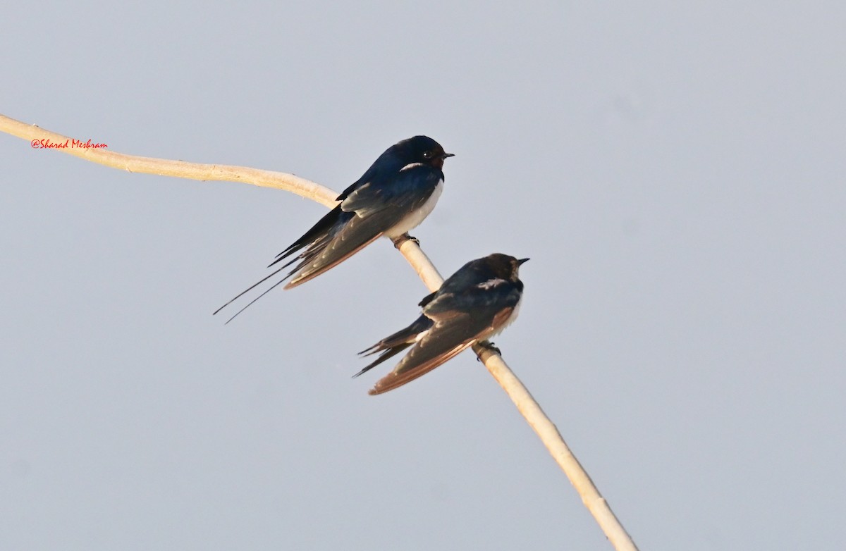 Wire-tailed Swallow - ML627799859