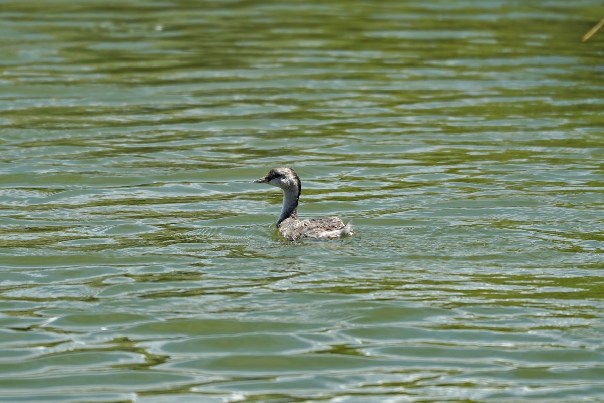 Hoary-headed Grebe - ML627799902