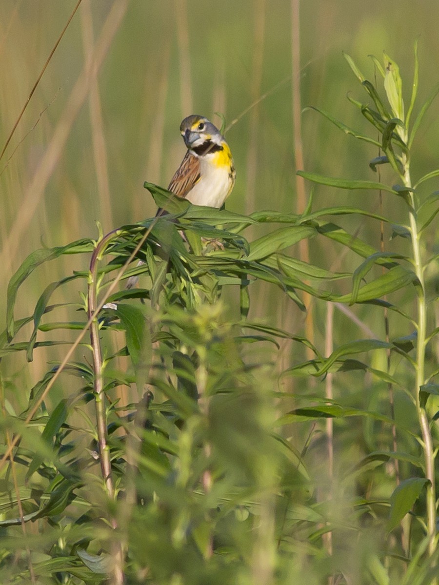 Dickcissel - Alex Eberts