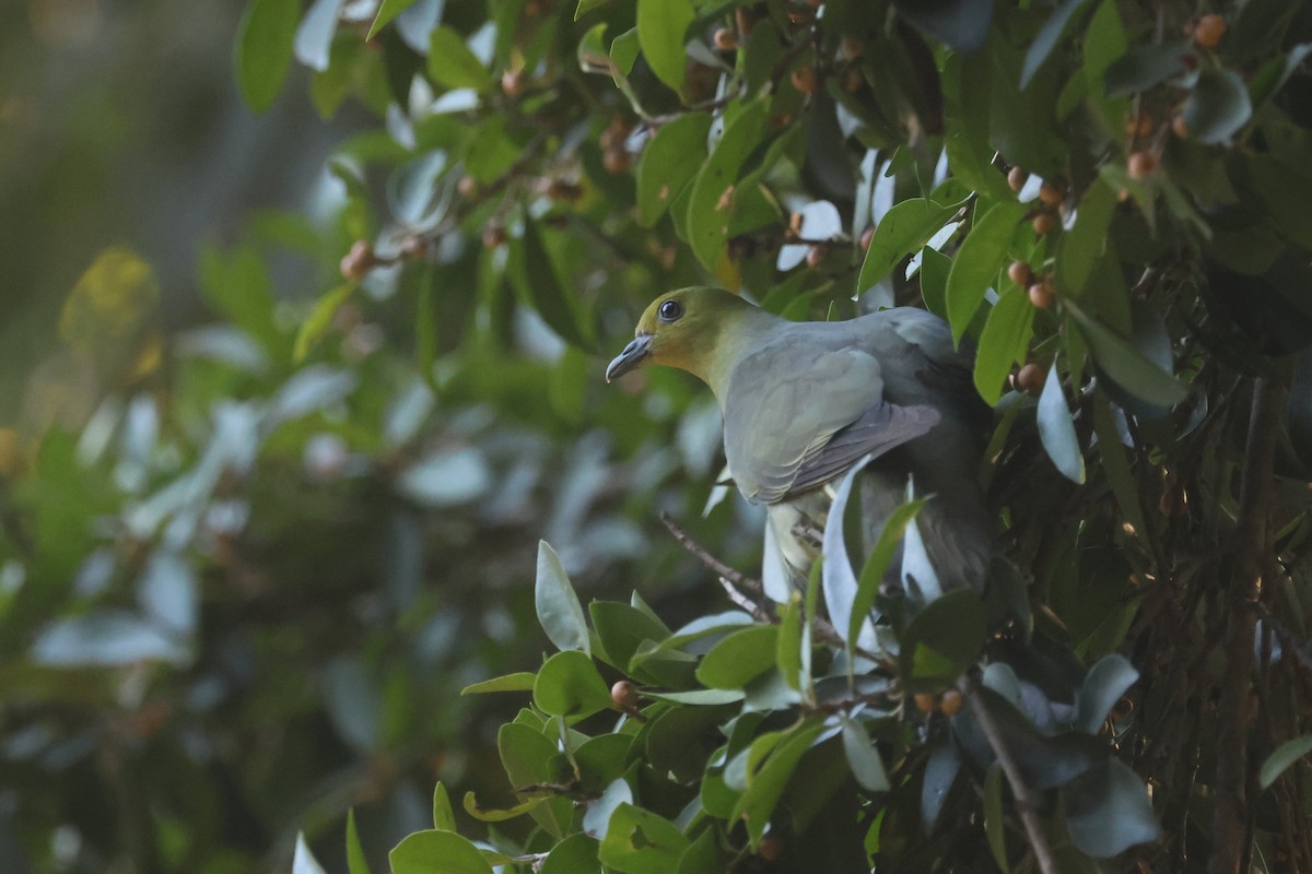 Wedge-tailed Green-Pigeon - ML627799915