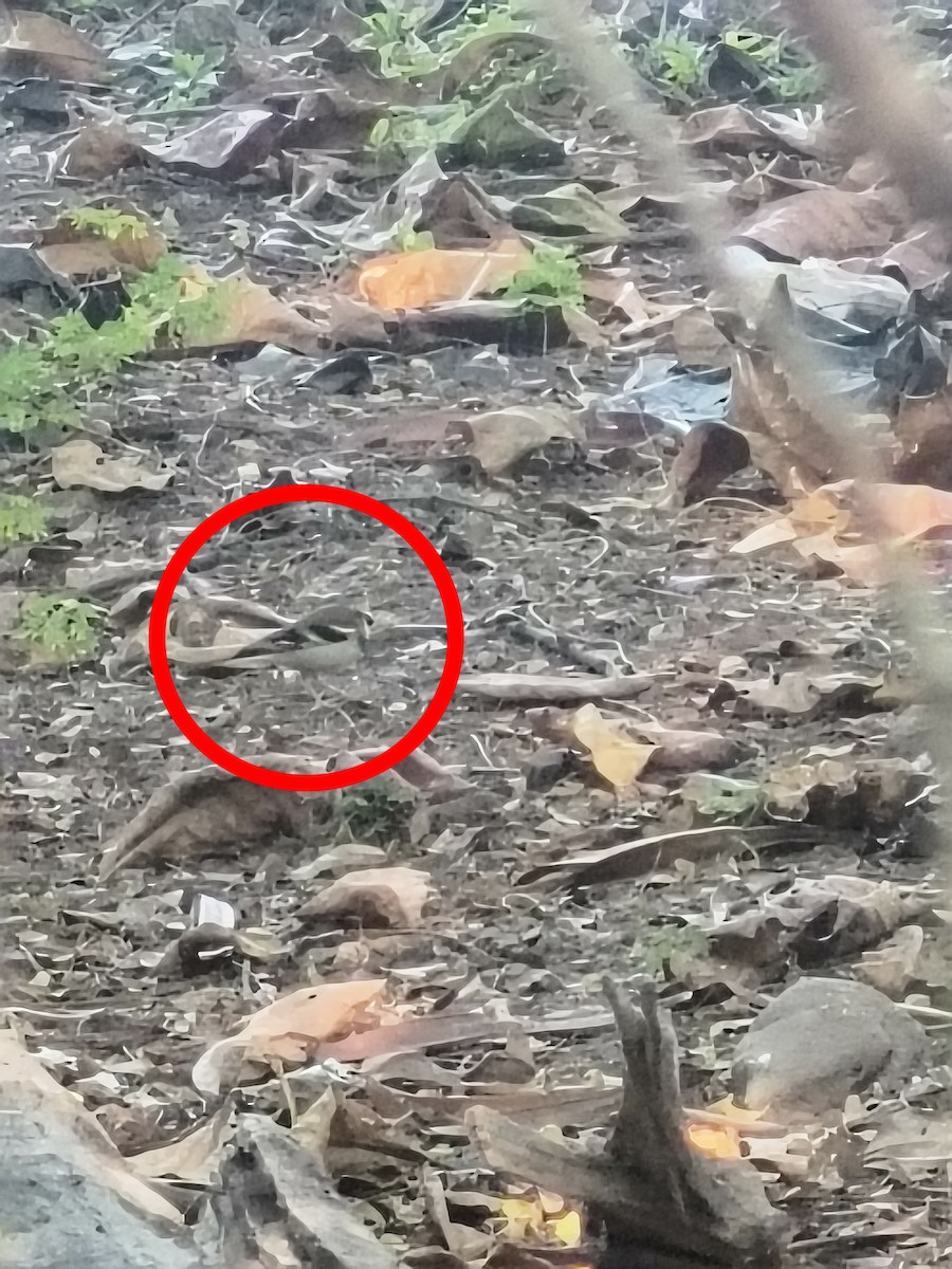 Forest Wagtail - ML627800049