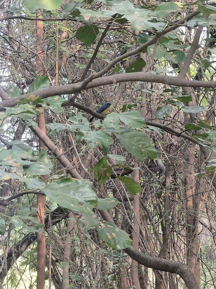 Tickell's Blue Flycatcher - ML627800063