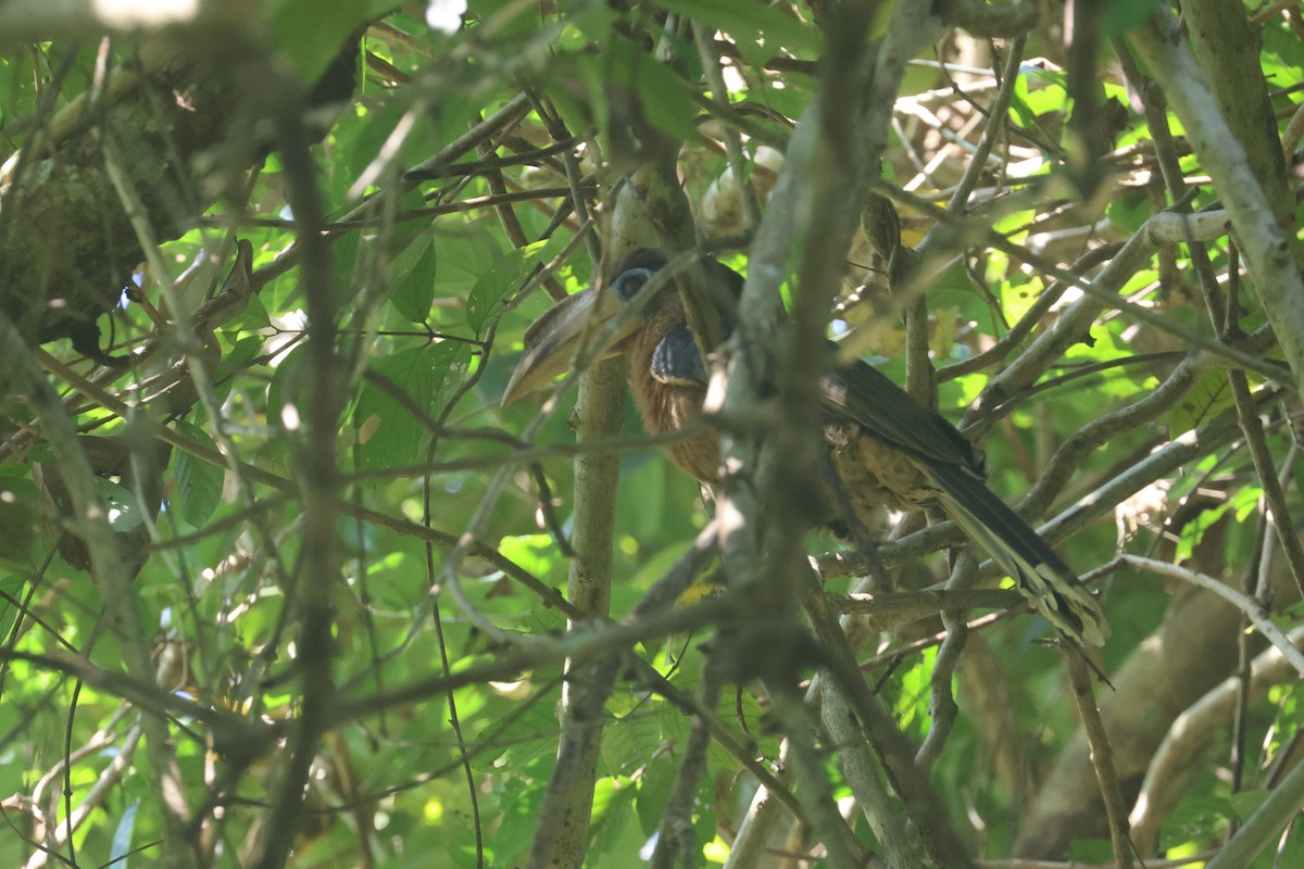 Rusty-cheeked Hornbill - ML627800081