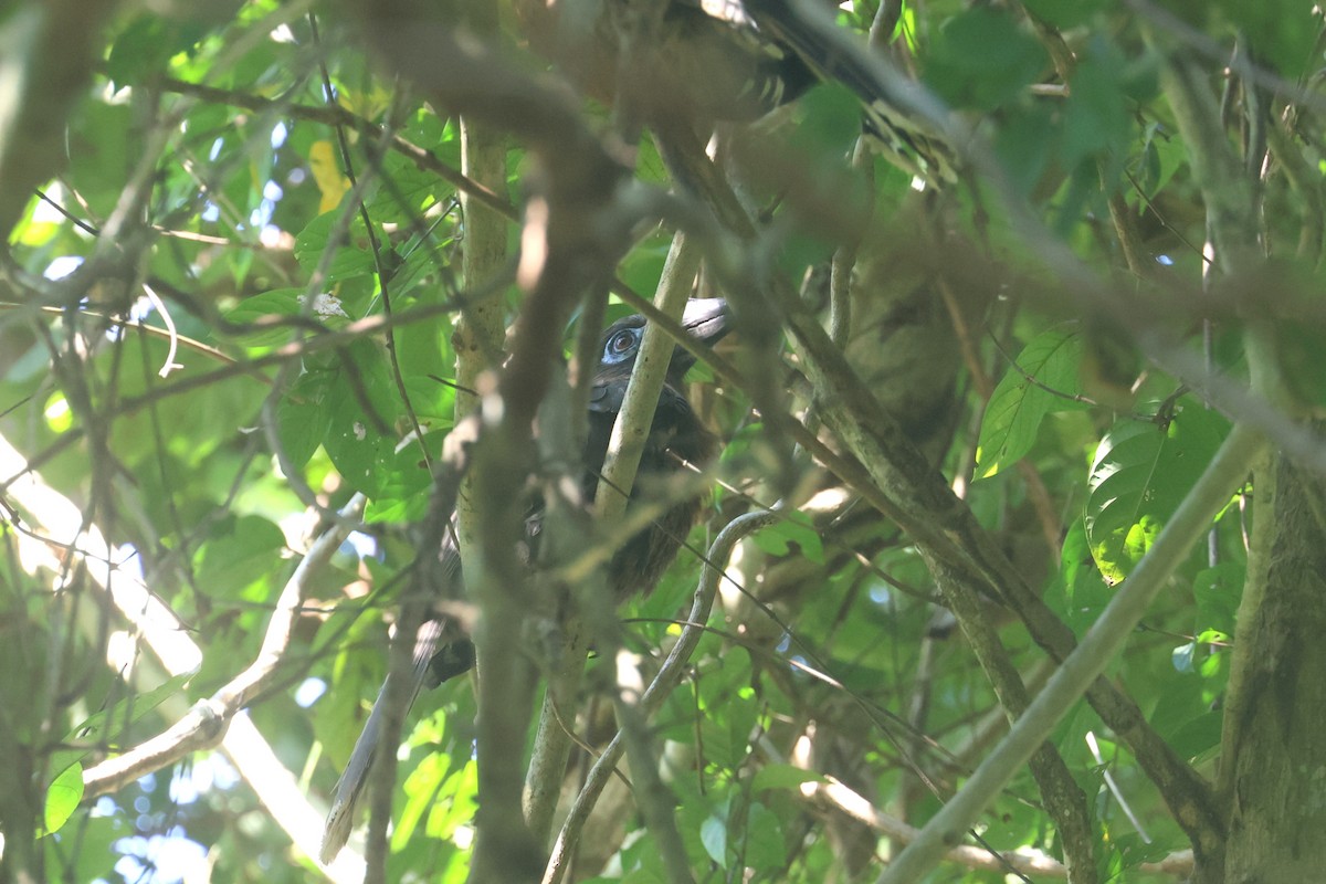 Rusty-cheeked Hornbill - ML627800082