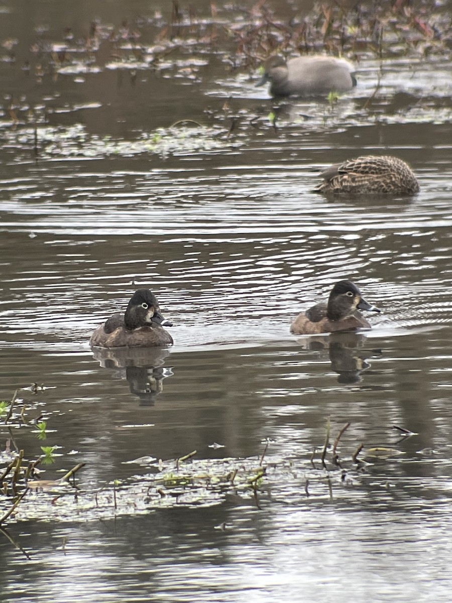 Ring-necked Duck - ML627800141