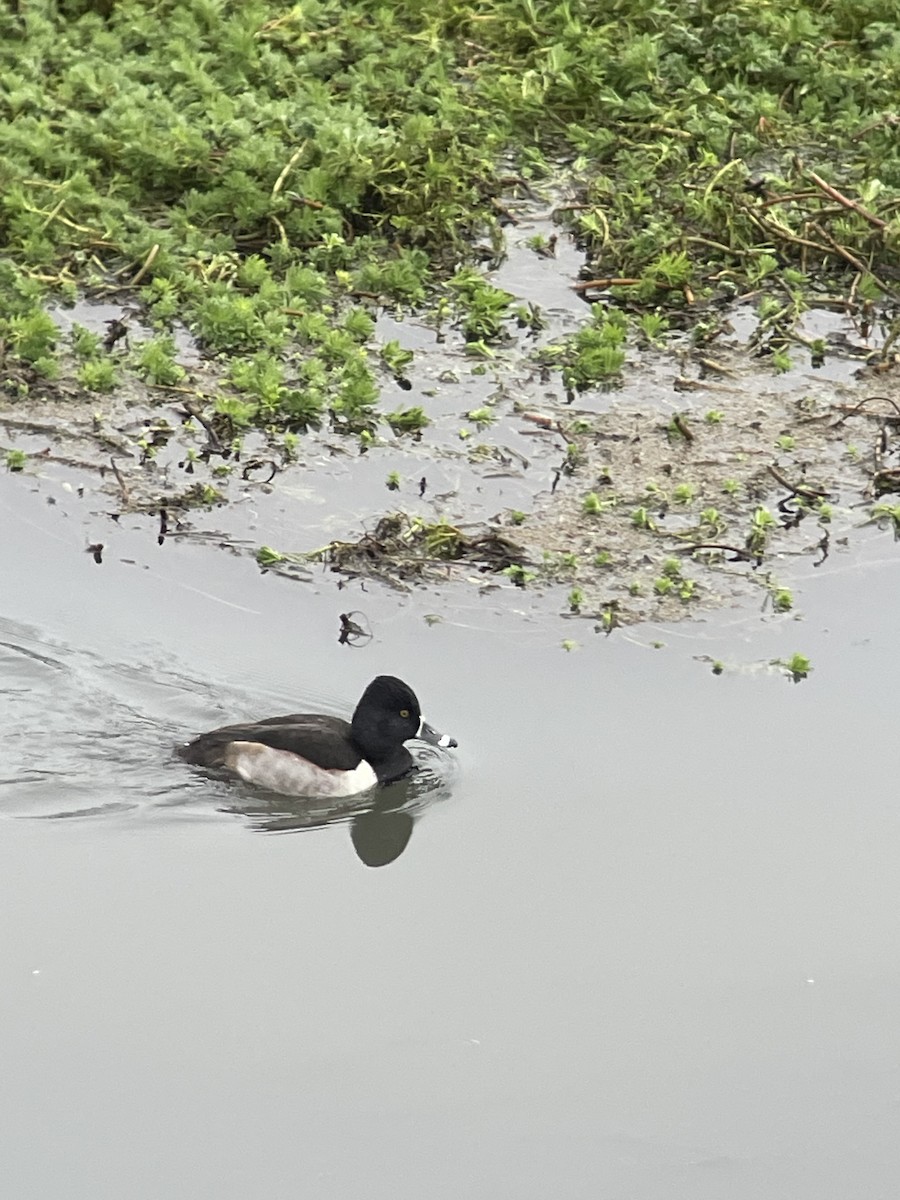 Ring-necked Duck - ML627800142