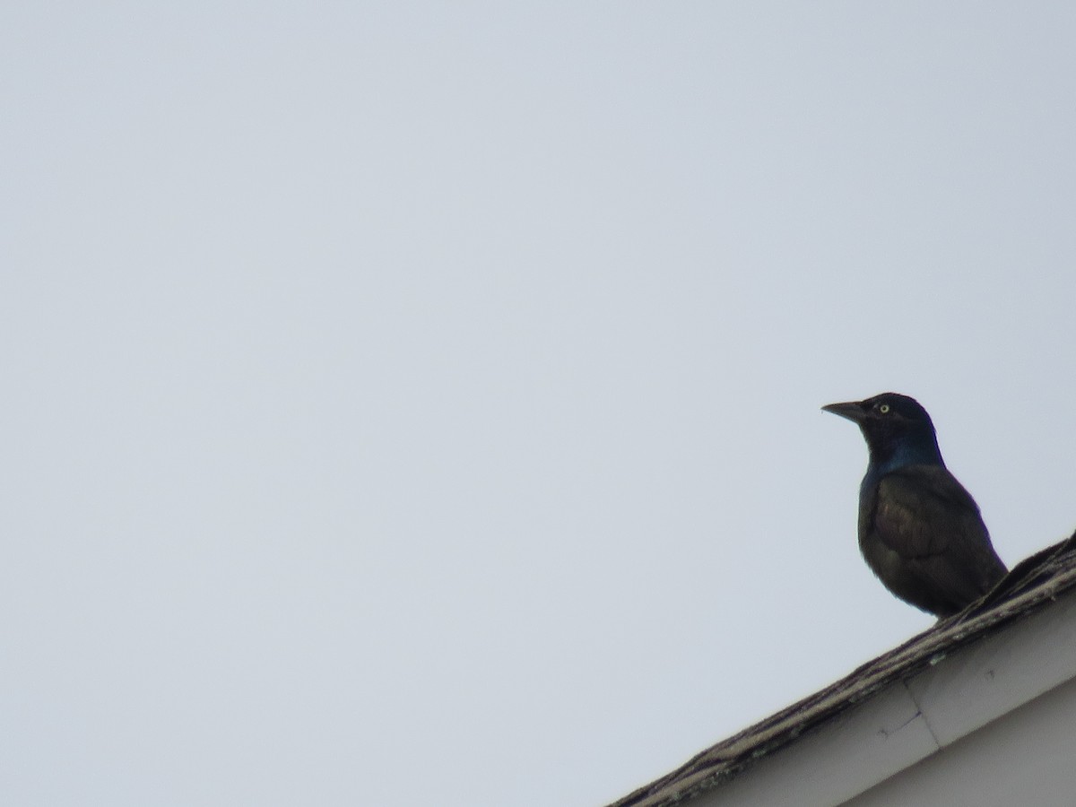 Common Grackle - ML627800215