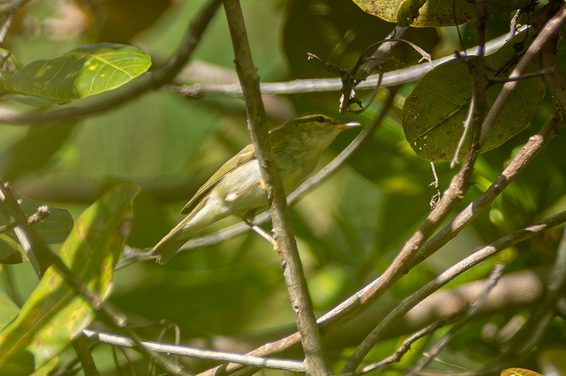 Japanese Leaf/Arctic/Kamchatka Leaf Warbler - ML627800304