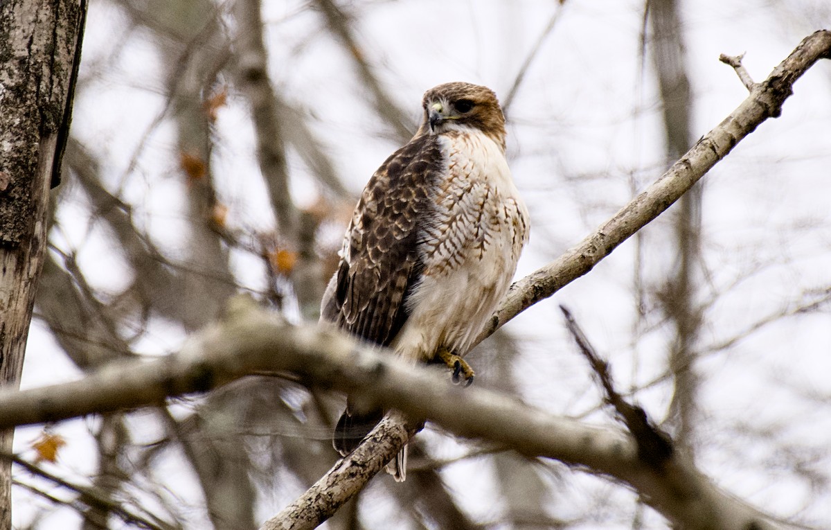 Red-tailed Hawk - ML627800317