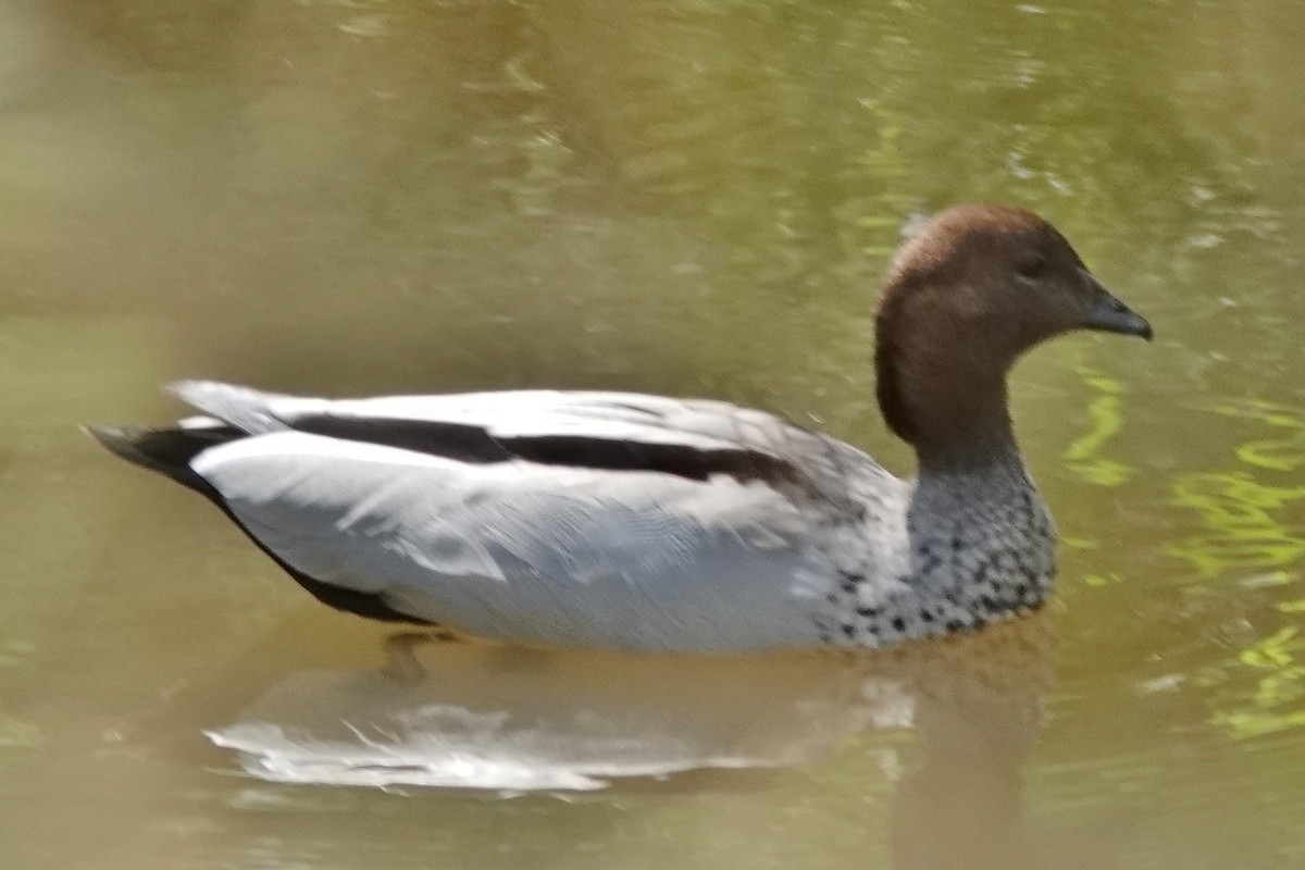 Maned Duck - ML627800342