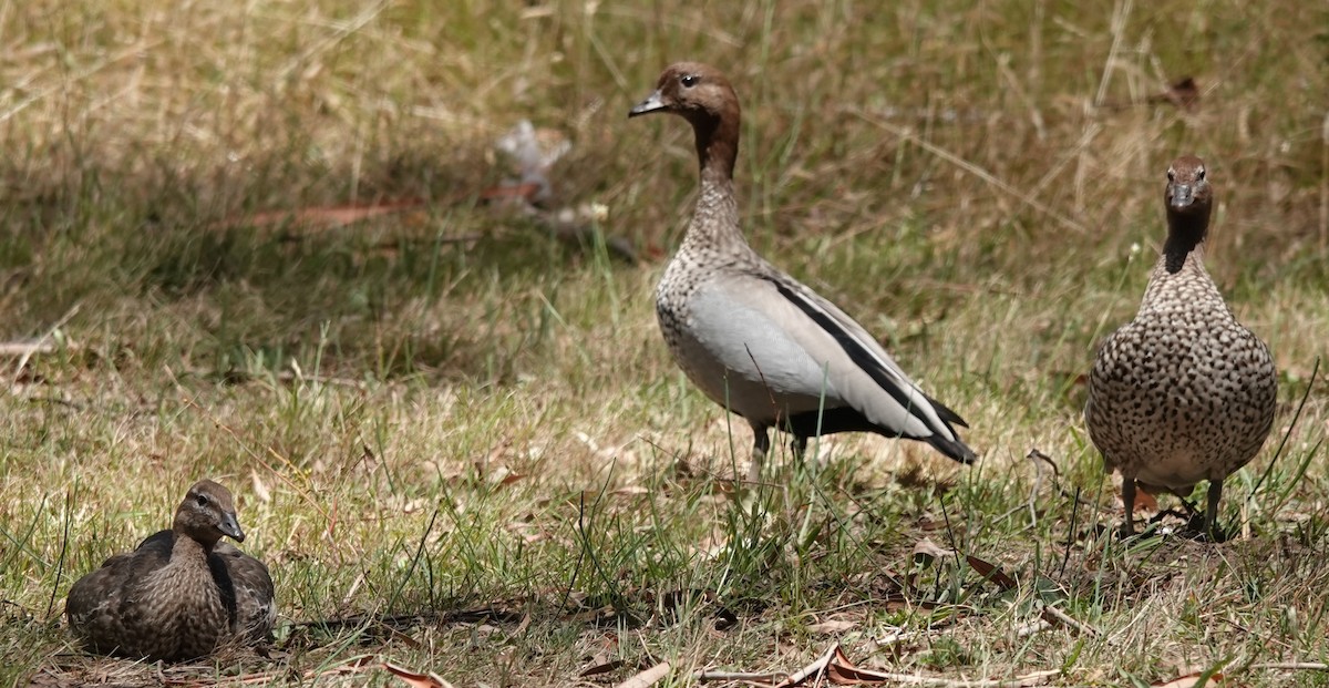 Maned Duck - ML627800343