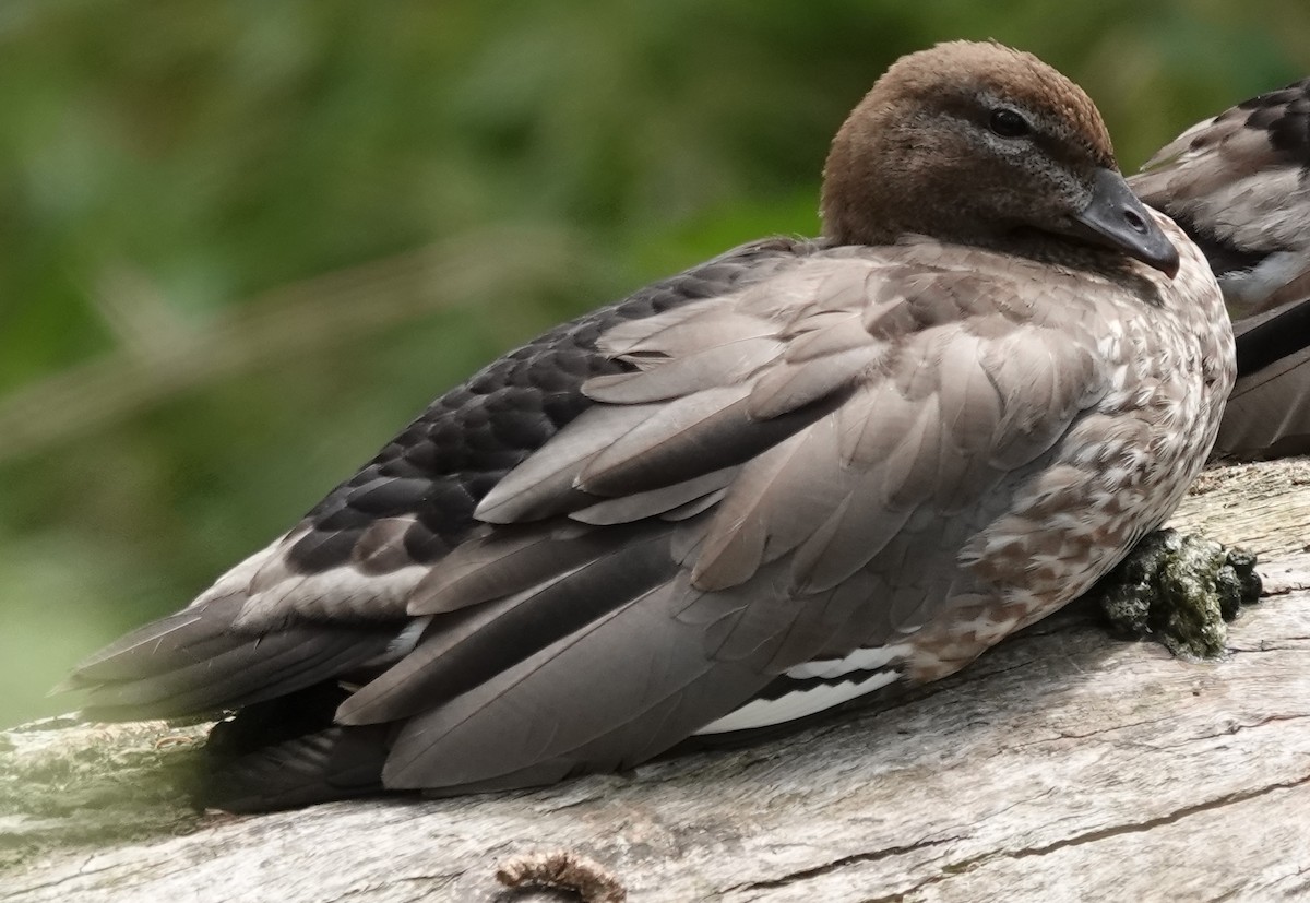 Maned Duck - ML627800344