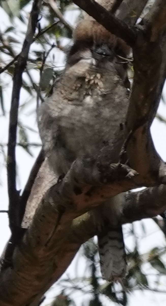 Laughing Kookaburra - ML627800347