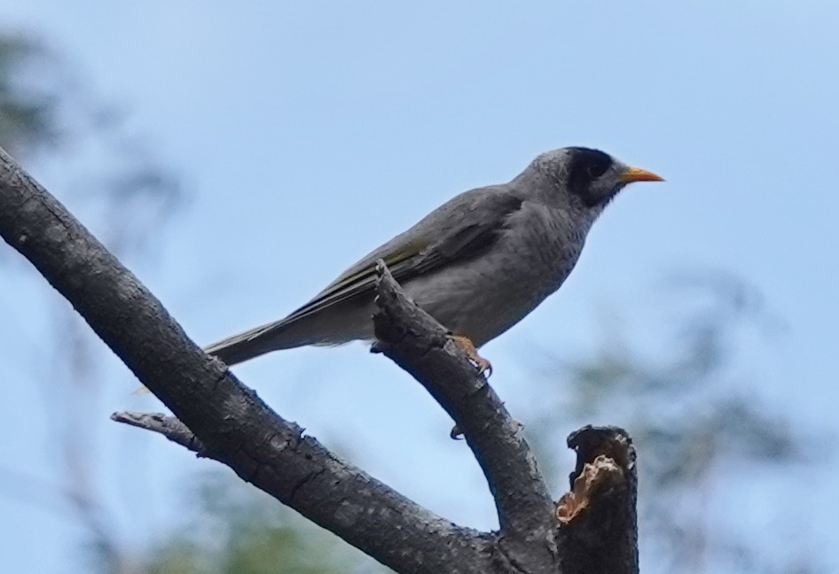Noisy Miner - ML627800352