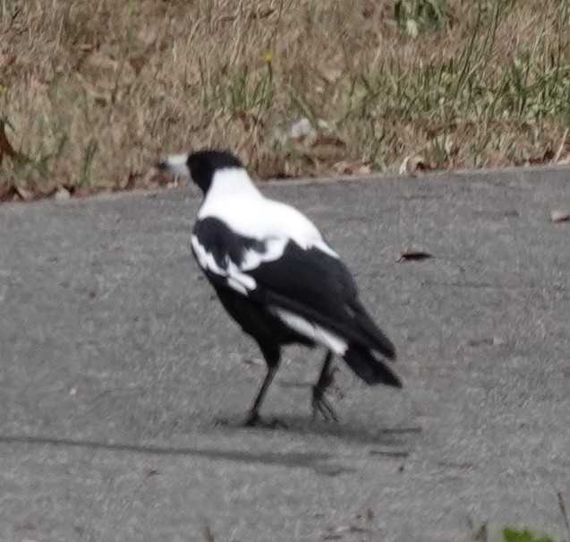 Australian Magpie (White-backed) - ML627800355