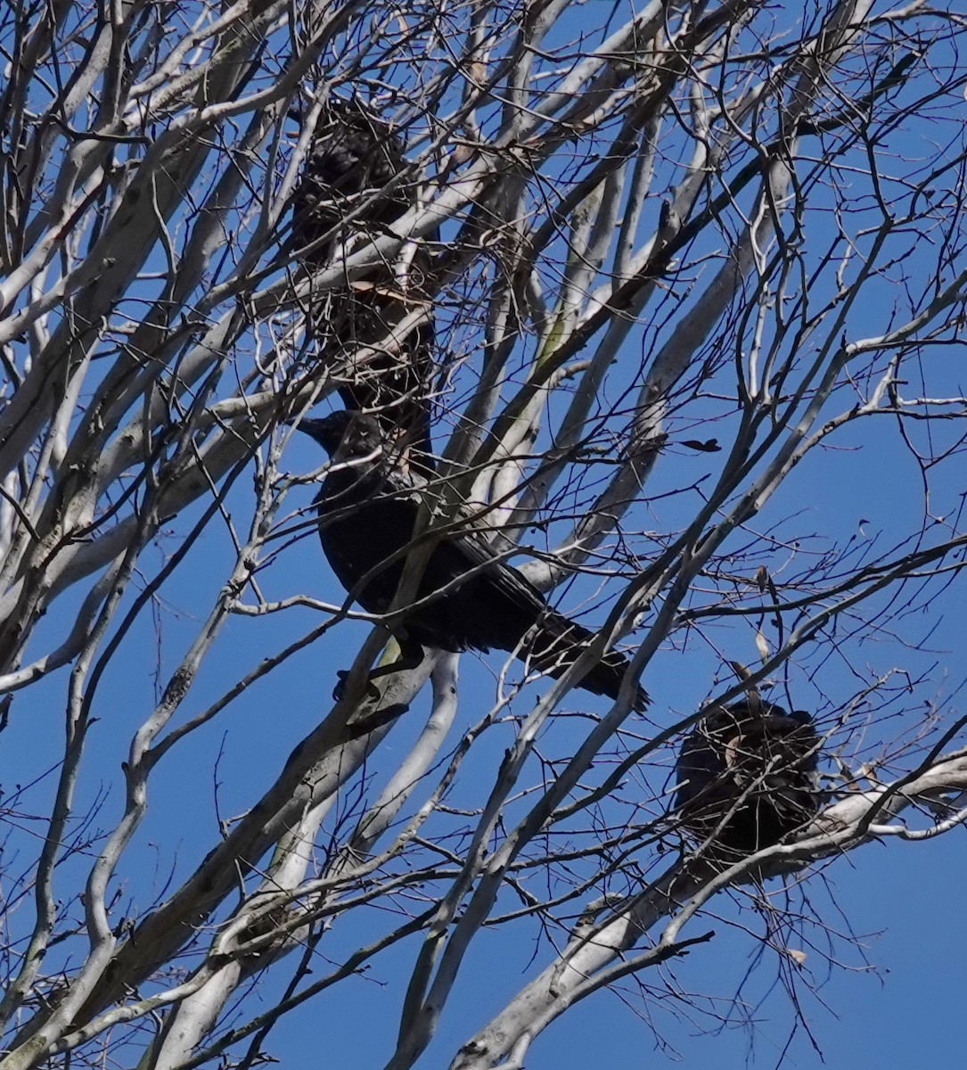 Little Raven - ML627800359