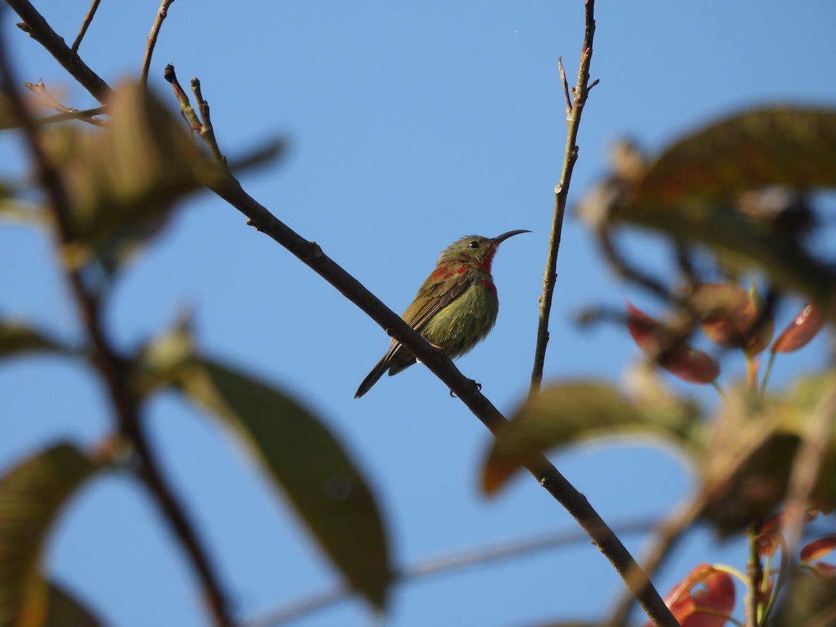 Crimson Sunbird - ML627800364