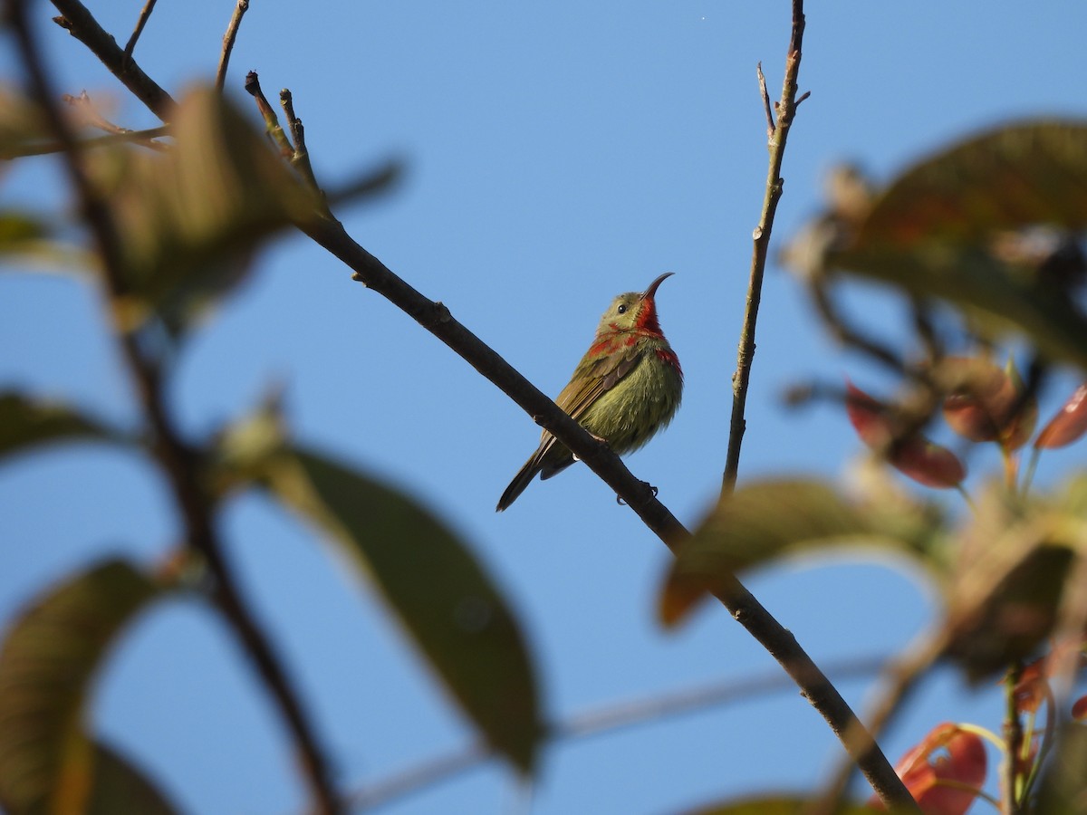 Crimson Sunbird - ML627800365