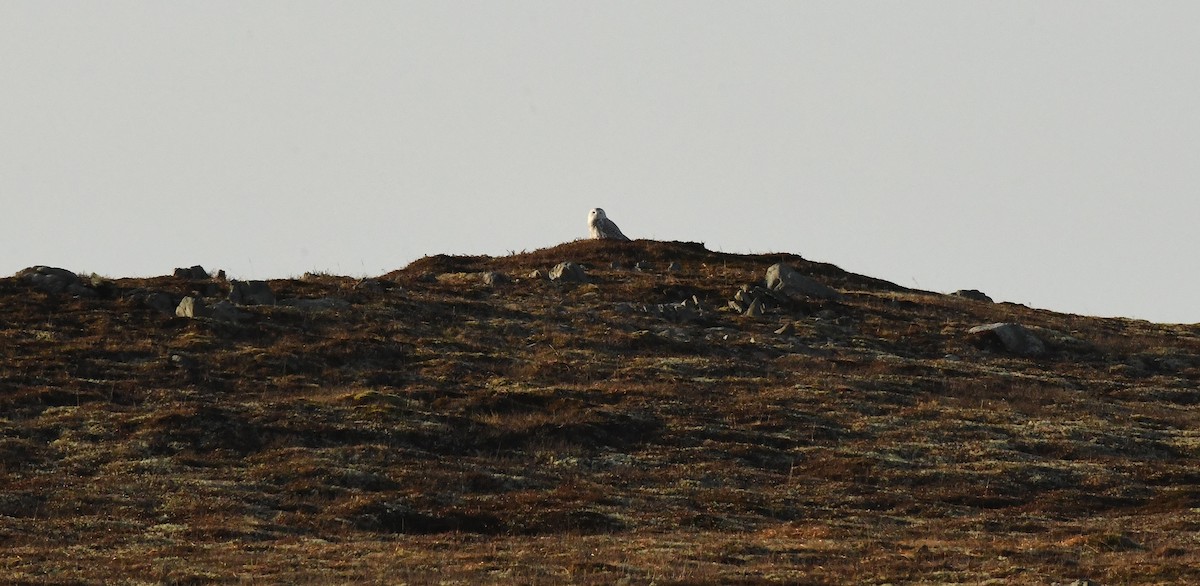 Harfang des neiges - ML627800379