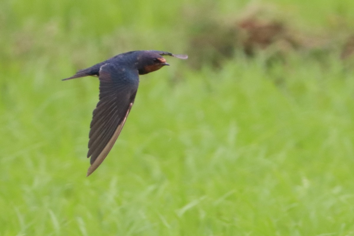 Barn Swallow - ML627800398