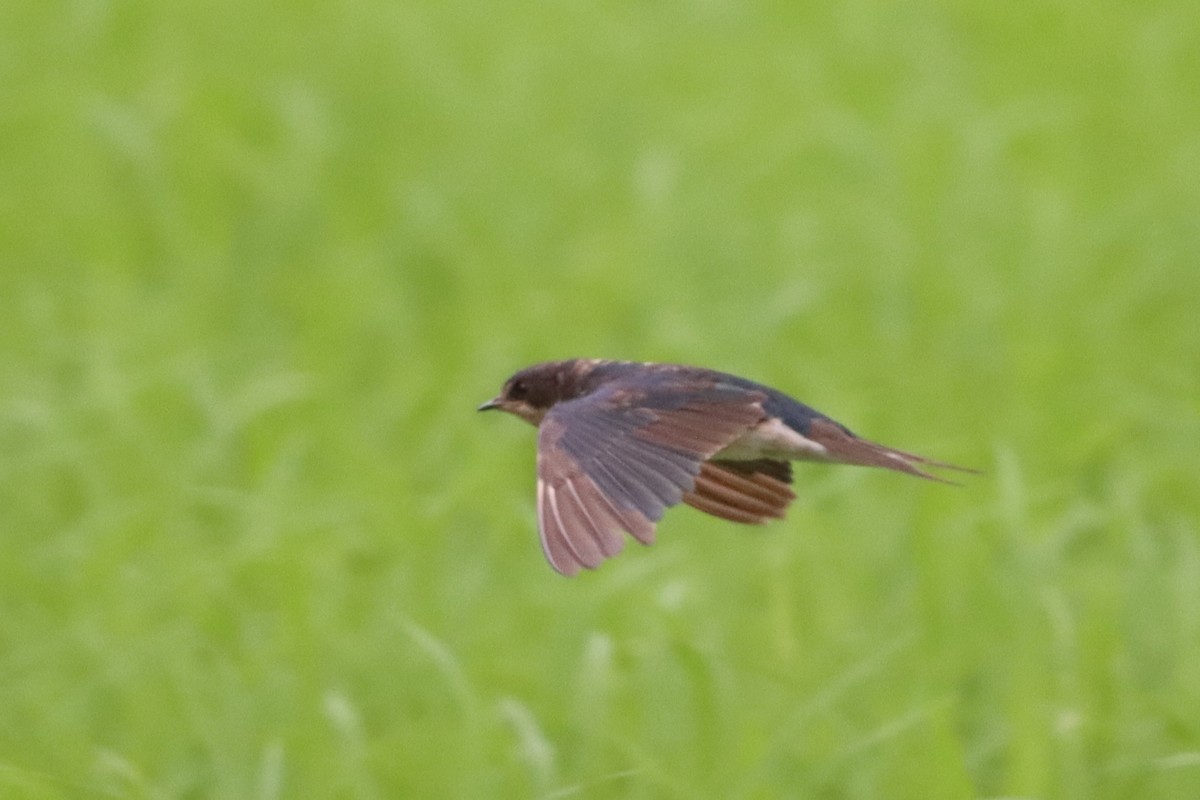 Barn Swallow - ML627800399