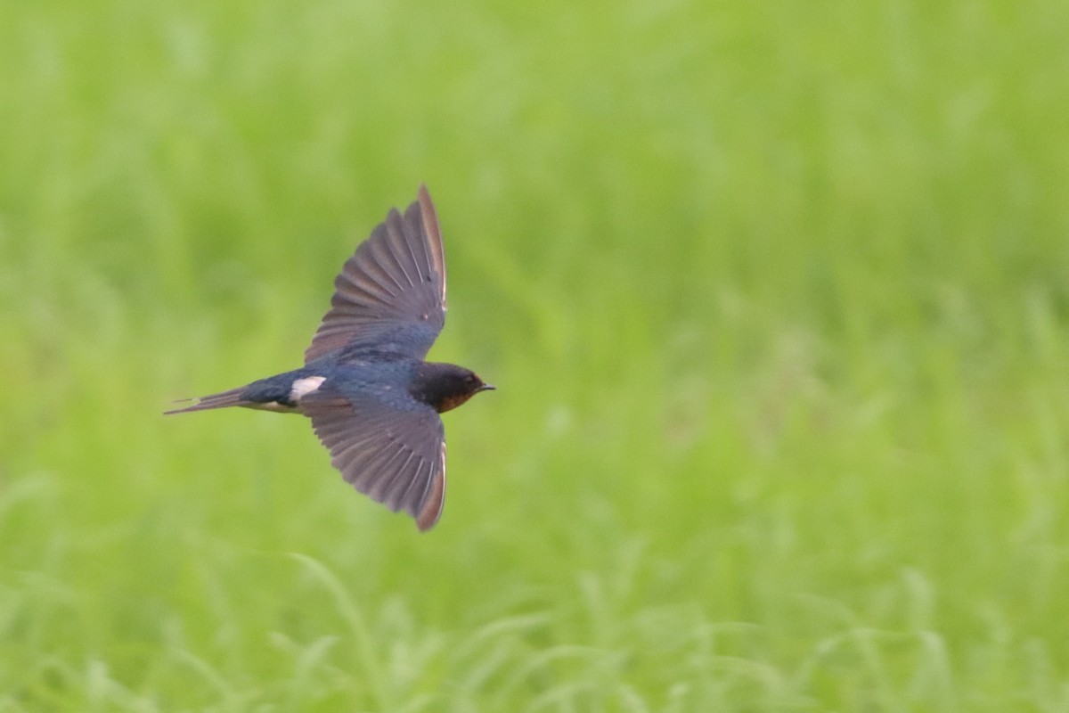 Barn Swallow - ML627800400