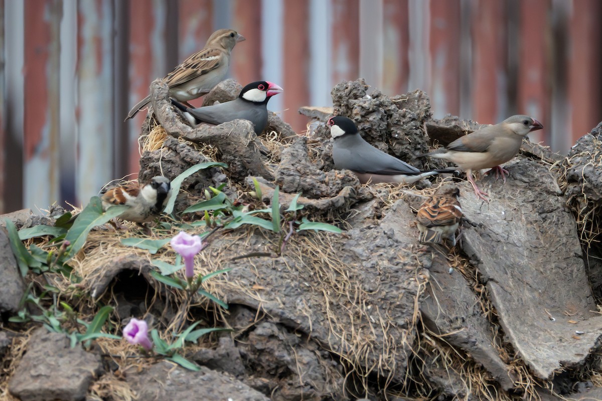 House Sparrow - ML627800413