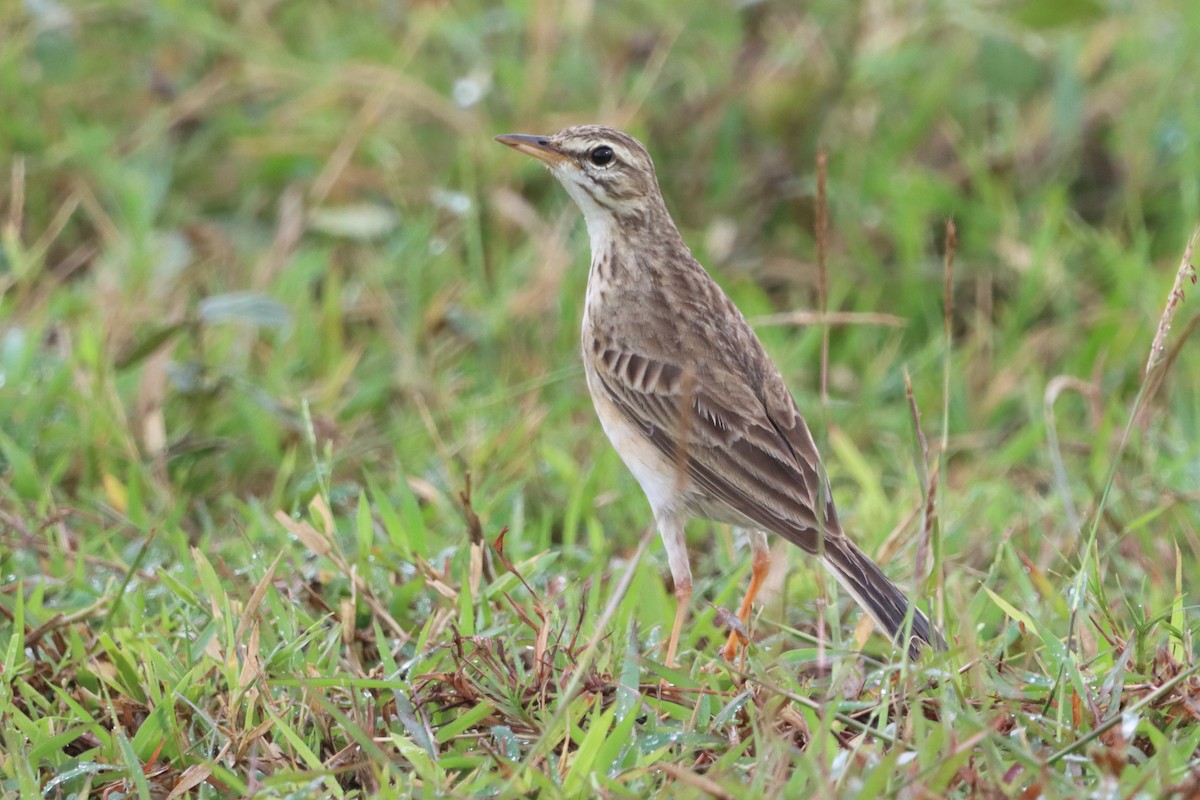 Paddyfield Pipit - ML627800433