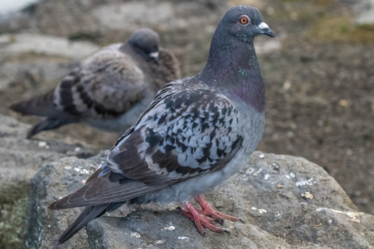 Rock Pigeon (Feral Pigeon) - ML627800443