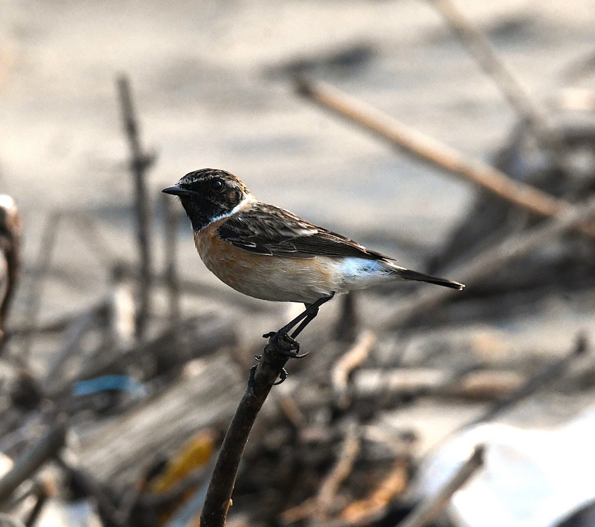 Siberian Stonechat - ML627800470