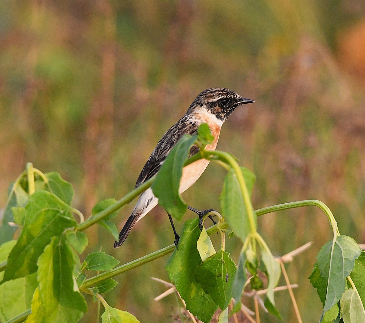 Siberian Stonechat - ML627800491