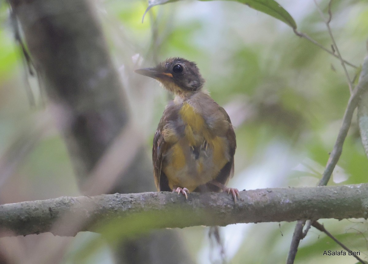 Western Bearded-Greenbul - ML627800500
