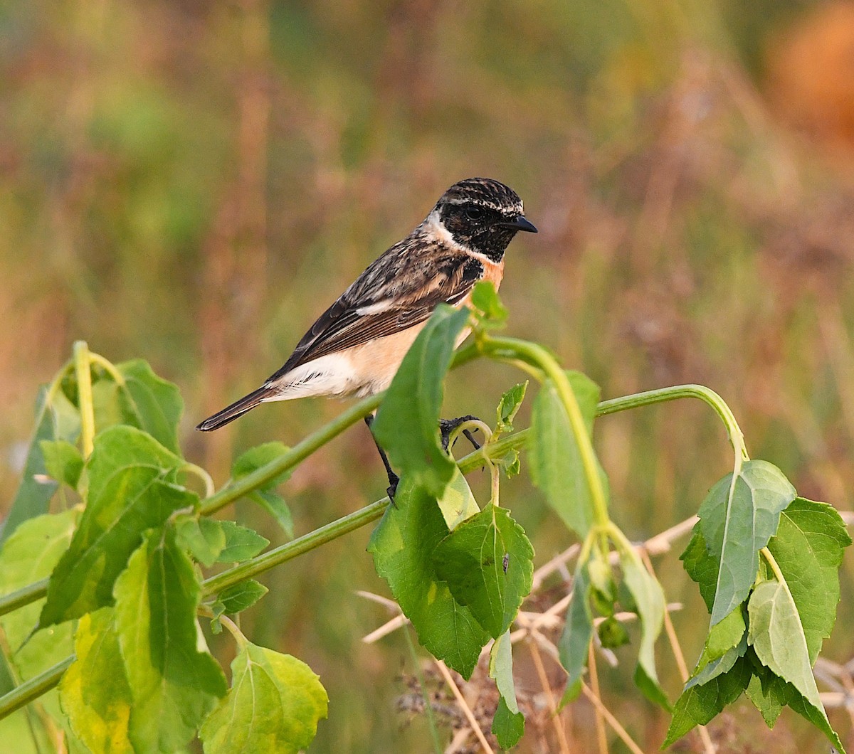 Siberian Stonechat - ML627800505