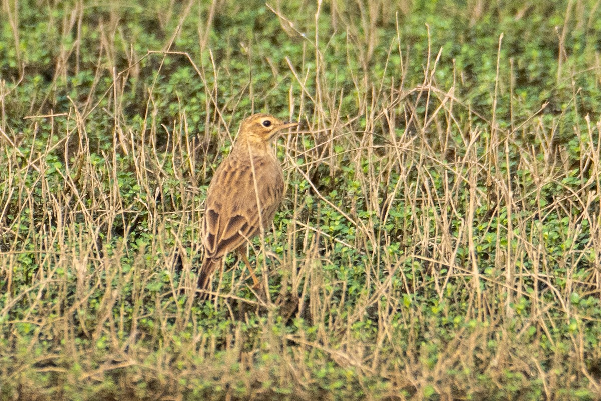 Anthus sp. - ML627800522